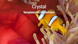  Presentation with fish - Cool new presentation theme with anemone fish over red sea backdrop and a tawny brown colored foreground