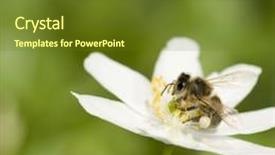  Presentation with bee - PPT theme consisting of anemone flower and bee background and a tawny brown colored foreground