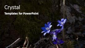  Presentation with dark flower - Theme enhanced with anemone-hepatica-hepatica-nobilis background and a black colored foreground