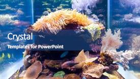  Presentation with tank - PPT theme having anemone-in-fish-tank background and a ocean colored foreground
