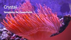  Presentation with find - Slide set having anemone save to a lightbox background and a violet colored foreground