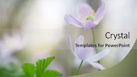  Presentation with pair - Colorful slide set enhanced with anemone wild flowers shallow depth backdrop and a light gray colored foreground