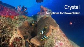  Presentation with clownfish nemo fish - Audience pleasing slide set consisting of anemone with clark's clownfish anemonefish nemo fish backdrop and a royal blue colored foreground