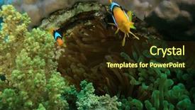  Presentation with housing bubble - Cool new PPT theme with anemonefishes in a bubble anemone backdrop and a  colored foreground
