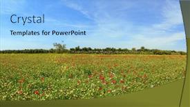  Presentation with red carpet - Presentation theme featuring anemones-bloom-in-february-delicate background and a light blue colored foreground