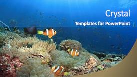  Presentation with coral reef - PPT theme with anemones clownfish underwater on coral background and a teal colored foreground