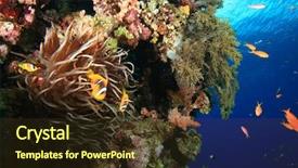  Presentation with multimedia wall television video broadcast - Amazing slides having anemones on a coral wall backdrop and a tawny brown colored foreground