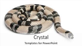  Presentation with white milk - Beautiful slides featuring anerytristic honduran milk snake lampropeltis backdrop and a white colored foreground
