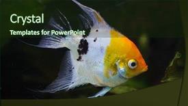 Presentation with freshwater fish - Audience pleasing presentation theme consisting of angel fish - angelfish pterophyllum scalare also known backdrop and a wine colored foreground