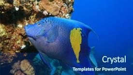  Presentation with arabian nights - Colorful presentation theme enhanced with angel fish - arabian angelfish pomacanthus maculosus backdrop and a  colored foreground