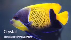  Presentation with blue origin - PPT theme with angel fish - blue-girdled angelfish pomacanthus navarchus also background and a  colored foreground