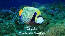  Presentation with corral reef - Presentation having angel fish - emperor angelfish pomacanthus imperator background and a  colored foreground