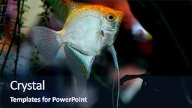  Presentation with gold silver - Audience pleasing slides consisting of angel fish - gold-silver angelfish backdrop and a navy blue colored foreground