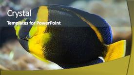  Presentation with keel billed toucan also known - PPT layouts enhanced with angel fish - scribbled angelfish chaetodontoplus duboulayi also background and a ocean colored foreground