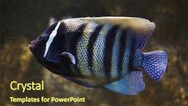  Presentation with angel - Presentation design having angel fish - sixbar angelfish pomacanthus sexstriatus also background and a tawny brown colored foreground
