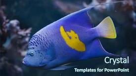  Presentation with angel - Amazing PPT theme having angel fish - yellowband angelfish pomacanthus maculosus also backdrop and a navy blue colored foreground
