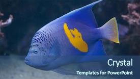  Presentation with underwater wild nature sea life - Cool new presentation theme with angel fish - yellowband angelfish pomacanthus maculosus also backdrop and a  colored foreground