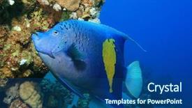  Presentation with arabian nights - Slides enhanced with angel fish - yellowbar arabian angelfish pomacanthus maculosus background and a  colored foreground