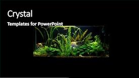  Presentation with fish aquarium - Presentation theme with angel fish in aquarium water background and a black colored foreground