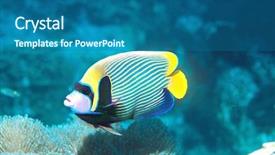  Presentation with angel - Theme enhanced with angel fish background and a ocean colored foreground