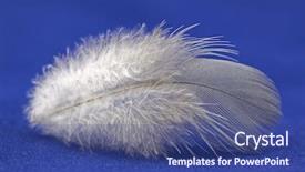  Presentation with feather cartoon - Audience pleasing presentation consisting of angel light - feather on blue background backdrop and a  colored foreground