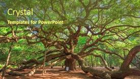  Presentation with oak - Theme having angel-oak-park-charleston-south background and a tawny brown colored foreground