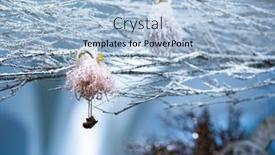  Presentation with christmas angel - Presentation theme having angel-on-tree-christmas-decoration background and a light blue colored foreground