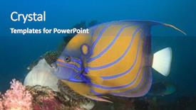  Presentation with clownfish nemo fish - Slide set consisting of angelfish clownfish nemo fish background and a teal colored foreground