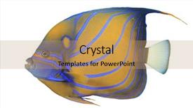  Presentation with five sided blue to white - Amazing slide deck having angelfish fish isolated on white backdrop and a yellow colored foreground