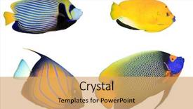  Presentation with tropical reef fish - Cool new PPT layouts with angelfish isolated on white background backdrop and a yellow colored foreground