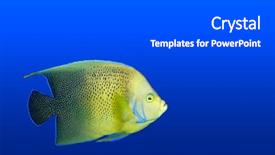  Presentation with fish aquarium - PPT theme having angelfish tropical fish in aquarium background and a dark gray colored foreground
