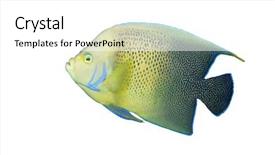  Presentation with fish aquarium - Cool new slides with angelfish tropical fish in aquarium backdrop and a  colored foreground