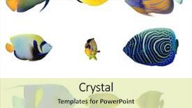 Presentation with tropical reef fish - PPT theme with angelfish tropical reef fish collection background and a soft green colored foreground