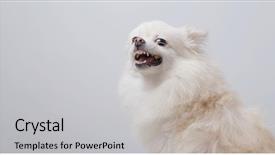  Presentation with angry miners - Slides enhanced with anger temper - white pomeranian dog get angry background and a light gray colored foreground