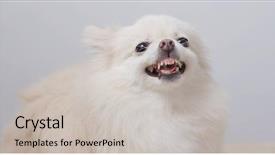  Presentation with parasitology helminths toxocara canis dog - Amazing theme having anger temper - white pomeranian dog getting angry backdrop and a light gray colored foreground