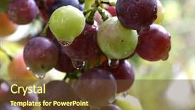  Presentation with grape - Amazing PPT theme having angio - grape colourful close-up image backdrop and a tawny brown colored foreground