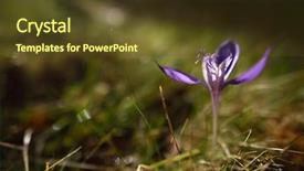  Presentation with pasture - Cool new slides with angiosperms plant - autumn crocuses on mountain pasture backdrop and a tawny brown colored foreground