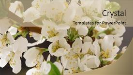  Presentation with spring break for kids - Audience pleasing slide deck consisting of angiosperms plant - balmy breath of spring backdrop and a soft green colored foreground