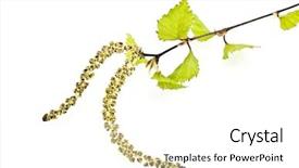  Presentation with branch - Beautiful theme featuring angiosperms plant - birch branch isolated on white backdrop and a white colored foreground