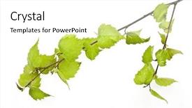  Presentation with branch - Presentation enhanced with angiosperms plant - birch branch isolated on white background and a  colored foreground