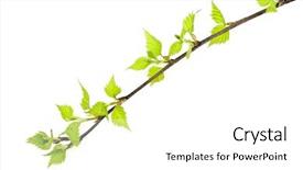  Presentation with branch - Theme consisting of angiosperms plant - birch branch isolated on white background and a white colored foreground