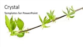  Presentation with white birch tree - Slides having angiosperms plant - birch branch isolated on white background and a  colored foreground