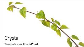 Presentation with white birch tree - Slides enhanced with angiosperms plant - birch branch isolated on white background and a  colored foreground