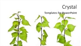  Presentation with white birch tree - Audience pleasing slides consisting of angiosperms plant - birch branches isolated on white backdrop and a  colored foreground
