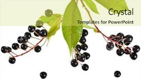  Presentation with cherry - Amazing slide deck having angiosperms plant - bird cherry branch with ripe backdrop and a yellow colored foreground