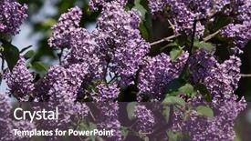  Presentation with spring - PPT layouts consisting of angiosperms plant - blossoming lilac syringa vulgaris background and a  colored foreground