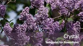  Presentation with spring - Amazing slides having angiosperms plant - blossoming lilac syringa vulgaris backdrop and a  colored foreground
