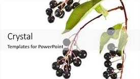  Presentation with cherry - Audience pleasing slide deck consisting of gender law - dimensional man s and female backdrop and a sky blue colored foreground