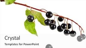  Presentation with cherry - Audience pleasing slide deck consisting of angiosperms plant - branch of bird-cherry tree prunus backdrop and a white colored foreground