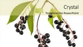  Presentation with cherry - Colorful presentation design enhanced with angiosperms plant - branch of bird-cherry tree prunus backdrop and a yellow colored foreground